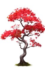 Maple tree, red japanese, isolated white background, Suitable for use in design Decoration work