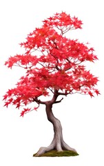 Maple tree, red japanese, isolated white background, Suitable for use in design Decoration work