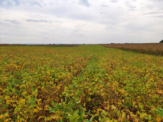 ripe soybean field in bright autumn day in Vojvodina
