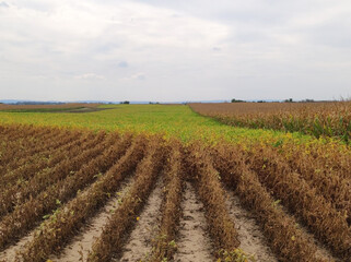 ripe soybean field in bright autumn day in Vojvodina