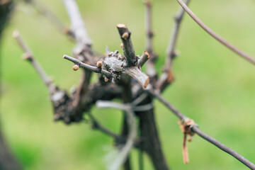 Pruning grape vines in the vineyards