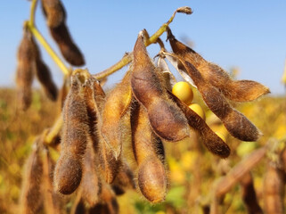 ripe soybean field in bright autumn day in Vojvodina