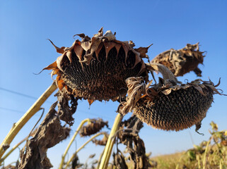 ripe sunflower field before the harvest in Vojvodina