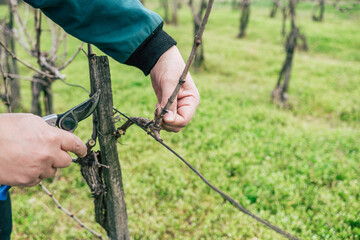 Pruning grape vines in the vineyards
