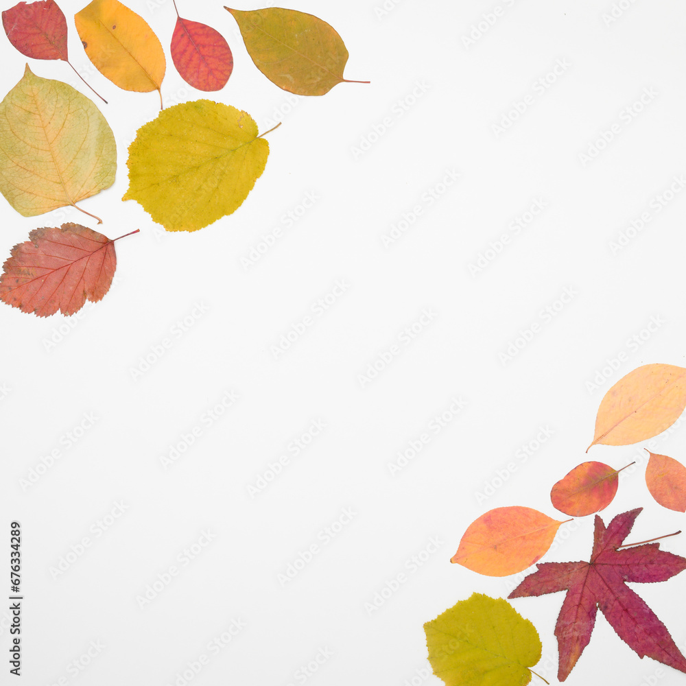 Wall mural flatlay of real colorful autumn leafs on white background in square format