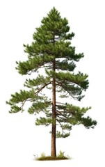 Pine tree the fall on isolated white background, use in design Decoration work