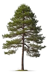 Pine tree the fall on isolated white background, use in design Decoration work