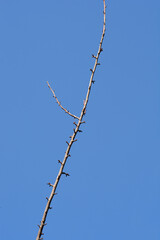 Japanese flowering cherry Kanzan  branch with buds