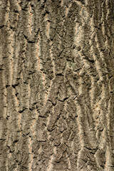 Boxelder maple detail