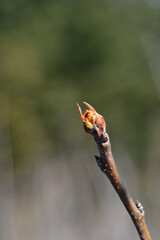 Pear tree Decana Del Comizio branch with bud