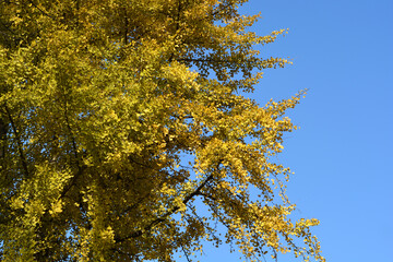 Ginkgo tree branches in autumn