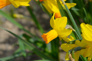 Fototapeta na wymiar Daffodil Jetfire flower