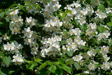Sweet mock orange flowers