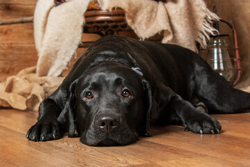 Happy New Year, Christmas holidays and celebration. Labrador Retriever Dog