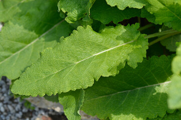 Iranian sage leaves