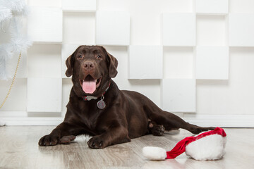 Happy New Year, Christmas holidays and celebration. Labrador Retriever Dog