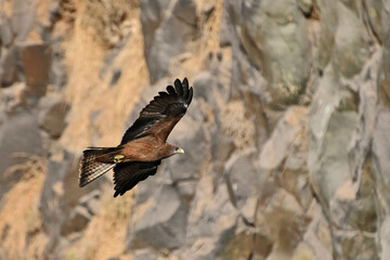 Milan noir en vol le long d'une falaise