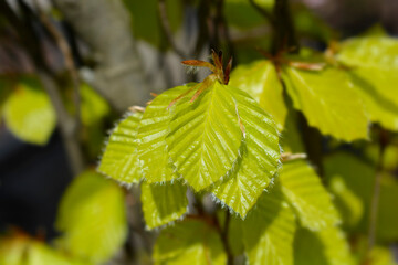 Beech Dawyck Gold leaves