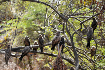 Milans noirs perchés dans un arbre au bord de l'océan