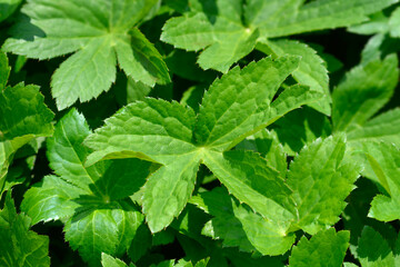 Carnic masterwort leaves