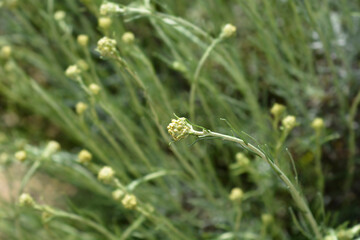 Italian everlasting flower buds