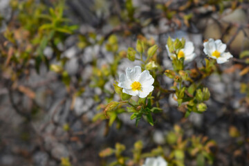 Narrow-leaved cistus flowers
