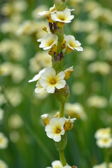 Pale Yellow-eyed Grass flowers