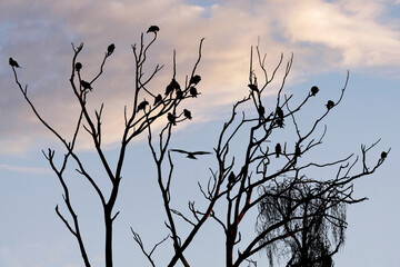 Milans noirs perchés dans un arbre