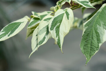 Wedding cake tree leaves