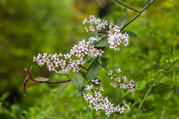 Beautiful Pink blooming bird cherry in an early spring