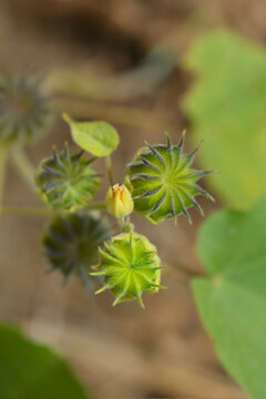 Velvetleaf flower bud and seed pods