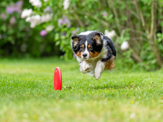 Dog catches a Frisbee disc