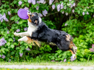 Dog catches a Frisbee disc