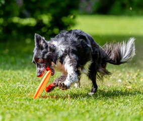 Dog catches a Frisbee disc