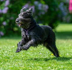 Dog catches a Frisbee disc