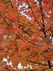 Feuilles rouges d,automne
