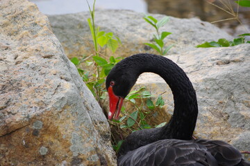 Fototapeta premium Black swan feeding on shore