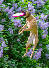 Dog catches a Frisbee disc