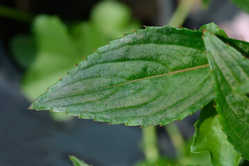 Busy Lizzie leaf