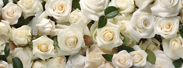 White roses photography background
