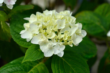 French hydrangea The Bride flowers