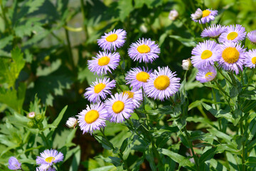 Showy fleabane flowers