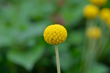 Golden billy-buttons flower