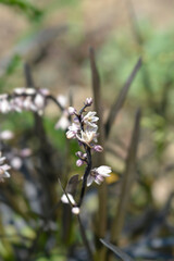 Black Mondo Grass flowers