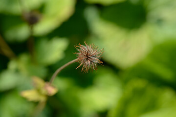 Dwarf orange avens seed head