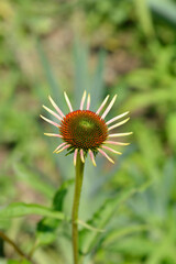 Coneflower Now Cheesier new flower 
