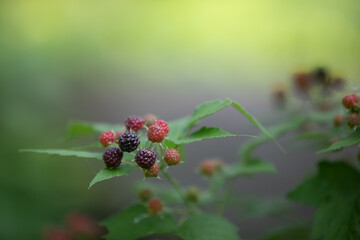 Berries