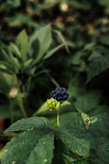 blackberries on a bush in fall, fall blackberries 