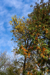 Autumn tree on the background of blue sky, autumn landscape 