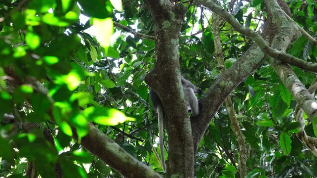Seen from behind the tree then scratches itself, Spectacled Leaf Monkey Trachypithecus obscurus, Thailand